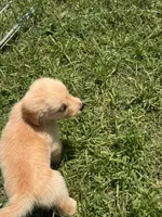 Buster, a male Golden Retriever for sale in Sand Springs, OK – 2 of 2