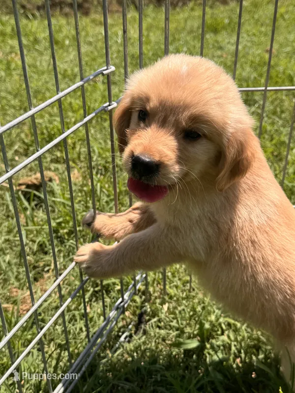 Bugsie – Golden Retriever puppy for sale in Sand Springs, OK