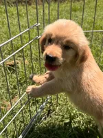 Bugsie, a male Golden Retriever for sale in Sand Springs, OK – 1 of 6