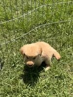 Bugsie, a male Golden Retriever for sale in Sand Springs, OK – 2 of 6