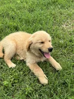 Poppy, a female Golden Retriever for sale in Sand Springs, OK – 3 of 4