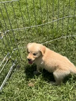 Buckwheat, a male Golden Retriever for sale in Sand Springs, OK – 3 of 3