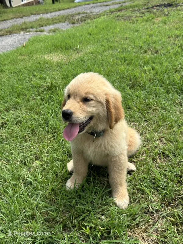Daffodil – Golden Retriever puppy for sale in Sand Springs, OK