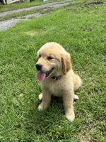 Daffodil, a female Golden Retriever for sale in Sand Springs, OK – 1 of 3