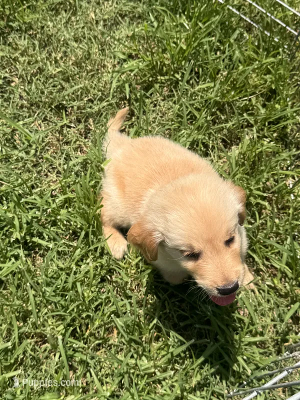 Buster – Golden Retriever puppy for sale in Sand Springs, OK