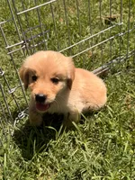 Bugsie, a male Golden Retriever for sale in Sand Springs, OK – 5 of 6