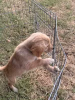 Posy, a female Golden Retriever for sale in Sand Springs, OK – 2 of 3