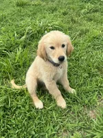 Rose, a female Golden Retriever for sale in Sand Springs, OK – 3 of 4