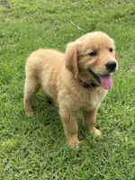 Daisy, a female Golden Retriever for sale in Sand Springs, OK – 3 of 3