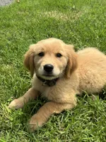 Marigold, a female Golden Retriever for sale in Sand Springs, OK – 3 of 3