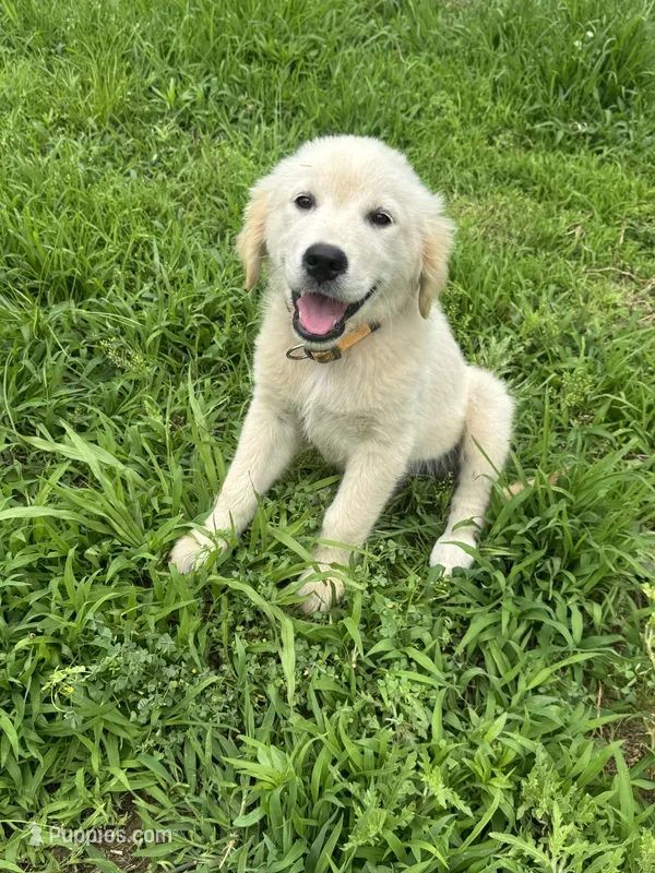 Violet – Golden Retriever puppy for sale in Sand Springs, OK