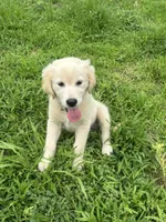 Violet, a female Golden Retriever for sale in Sand Springs, OK – 2 of 3