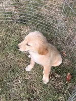 Butter, a male Golden Retriever for sale in Sand Springs, OK – 3 of 5