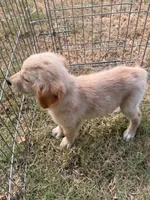 Butter, a male Golden Retriever for sale in Sand Springs, OK – 4 of 5