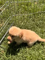 Bugsie, a male Golden Retriever for sale in Sand Springs, OK – 4 of 6