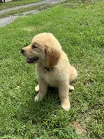 Daffodil, a female Golden Retriever for sale in Sand Springs, OK – 2 of 3