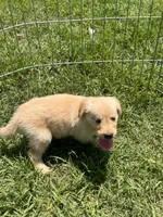 Buckwheat, a male Golden Retriever for sale in Sand Springs, OK – 2 of 3