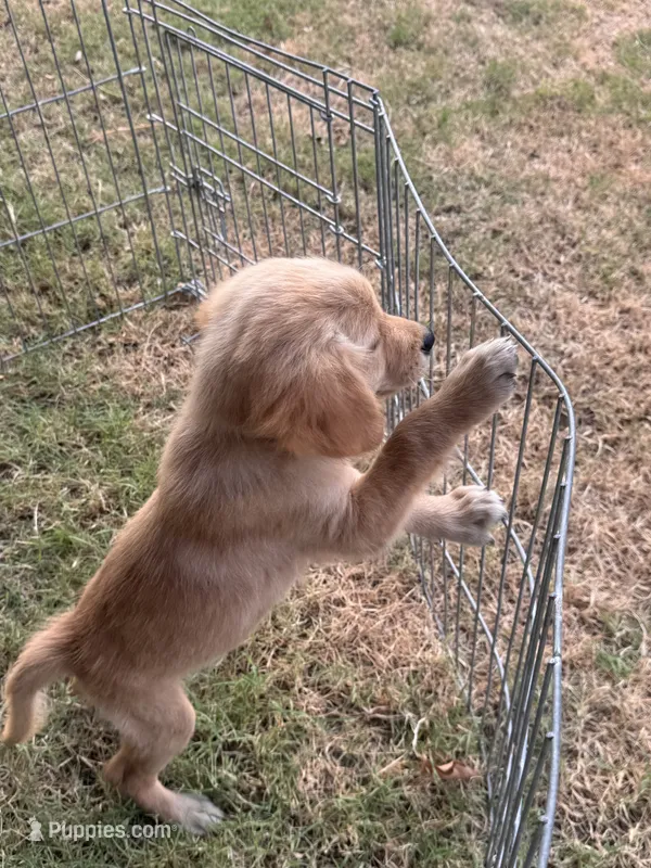 Posy – Golden Retriever puppy for sale in Sand Springs, OK