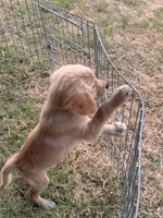 Posy, a female Golden Retriever for sale in Sand Springs, OK – 1 of 3
