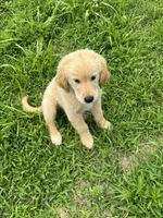 Rose, a female Golden Retriever for sale in Sand Springs, OK – 2 of 4