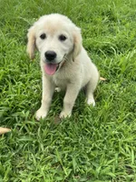 Violet, a female Golden Retriever for sale in Sand Springs, OK – 3 of 3