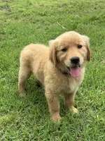 Daisy, a female Golden Retriever for sale in Sand Springs, OK – 2 of 3