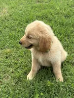 Poppy, a female Golden Retriever for sale in Sand Springs, OK – 2 of 4
