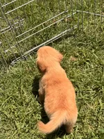 Posy, a female Golden Retriever for sale in Sand Springs, OK – 3 of 3
