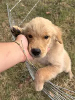 Buddy, a male Golden Retriever for sale in Sand Springs, OK – 5 of 5