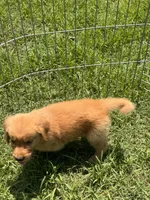 Buddy, a male Golden Retriever for sale in Sand Springs, OK – 6 of 6