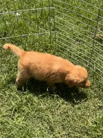 Pansy, a female Golden Retriever for sale in Sand Springs, OK – 2 of 5