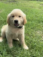 Daffodil, a female Golden Retriever for sale in Sand Springs, OK – 3 of 3