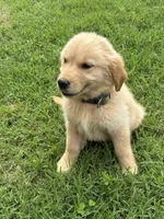 Poppy, a female Golden Retriever for sale in Sand Springs, OK – 1 of 4