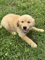 Poppy, a female Golden Retriever for sale in Sand Springs, OK – 4 of 4