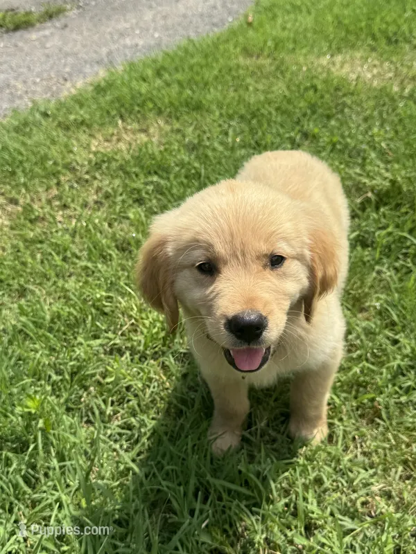 Iris – Golden Retriever puppy for sale in Sand Springs, OK