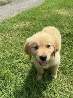 Iris, a female Golden Retriever for sale in Sand Springs, OK – 1 of 2