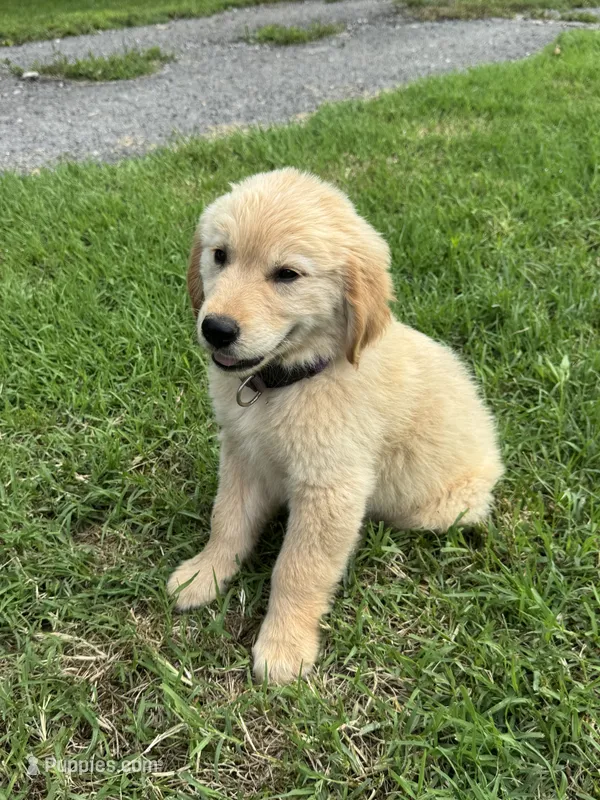 Rose – Golden Retriever puppy for sale in Sand Springs, OK