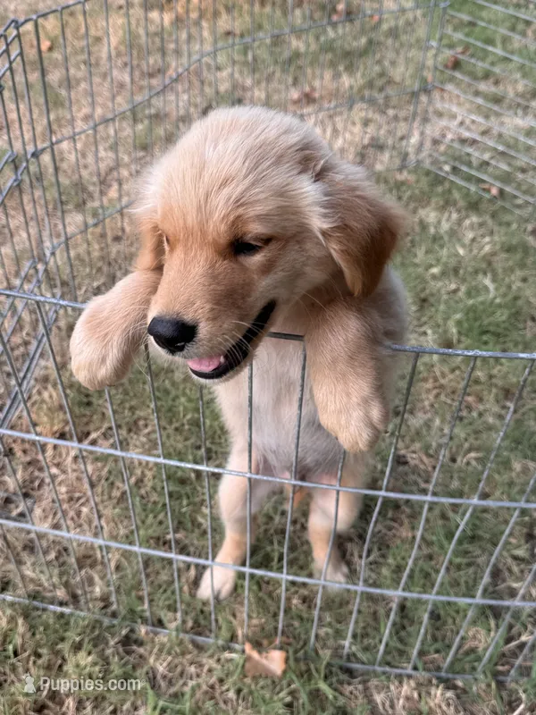 Buddy – Golden Retriever puppy for sale in Sand Springs, OK