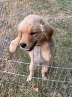 Buddy, a male Golden Retriever for sale in Sand Springs, OK – 1 of 5