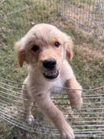 Buddy, a male Golden Retriever for sale in Sand Springs, OK – 2 of 5