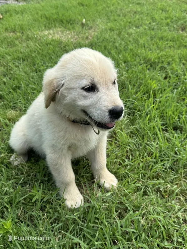 Violet – Golden Retriever puppy for sale in Sand Springs, OK