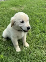 Violet, a female Golden Retriever for sale in Sand Springs, OK – 1 of 2