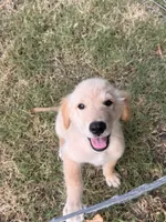 Butter, a male Golden Retriever for sale in Sand Springs, OK – 2 of 5