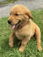 Petunia, a female Golden Retriever for sale in Sand Springs, OK – 2 of 2