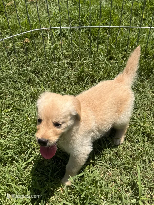 Buckwheat – Golden Retriever puppy for sale in Sand Springs, OK