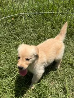 Buckwheat, a male Golden Retriever for sale in Sand Springs, OK – 1 of 3