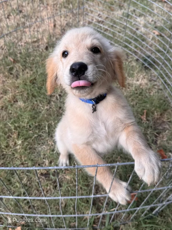 Butter – Golden Retriever puppy for sale in Sand Springs, OK