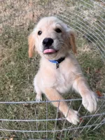 Butter, a male Golden Retriever for sale in Sand Springs, OK – 1 of 5