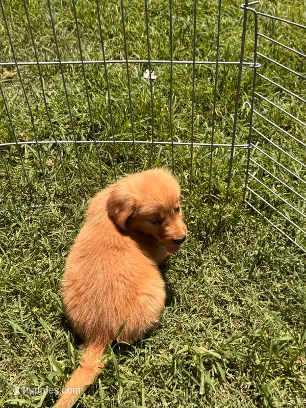 Pansy – Golden Retriever puppy for sale in Sand Springs, OK
