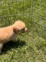 Bugsie, a male Golden Retriever for sale in Sand Springs, OK – 3 of 6